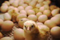 Symbolbild zu Inkubatoren (zu Deutsch Brutkästen) mit ausgeschlüpftem jungen Huhn